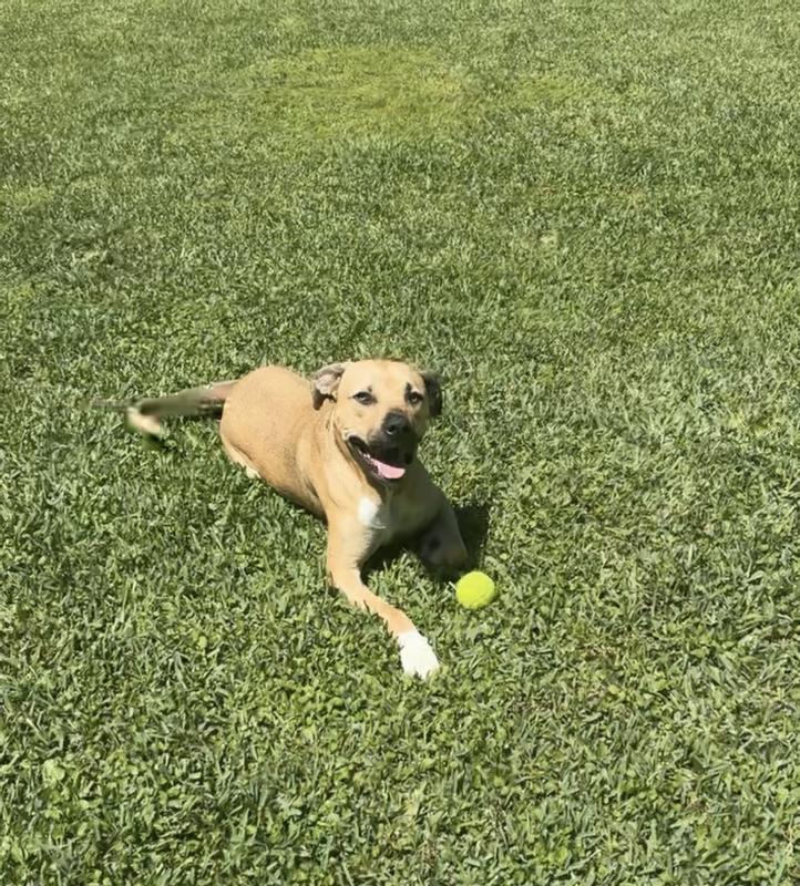 Worn out playing fetch with his new ball