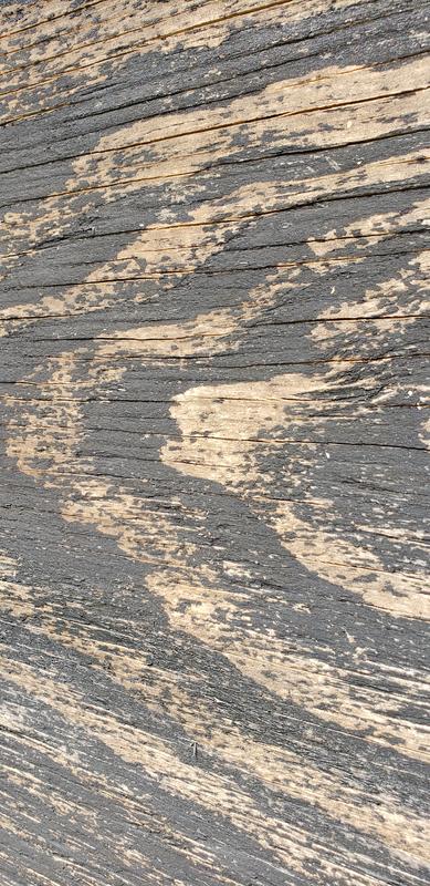 Wood after 10 months