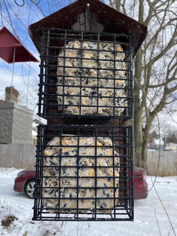 2weeks hanging in favorite bird spot