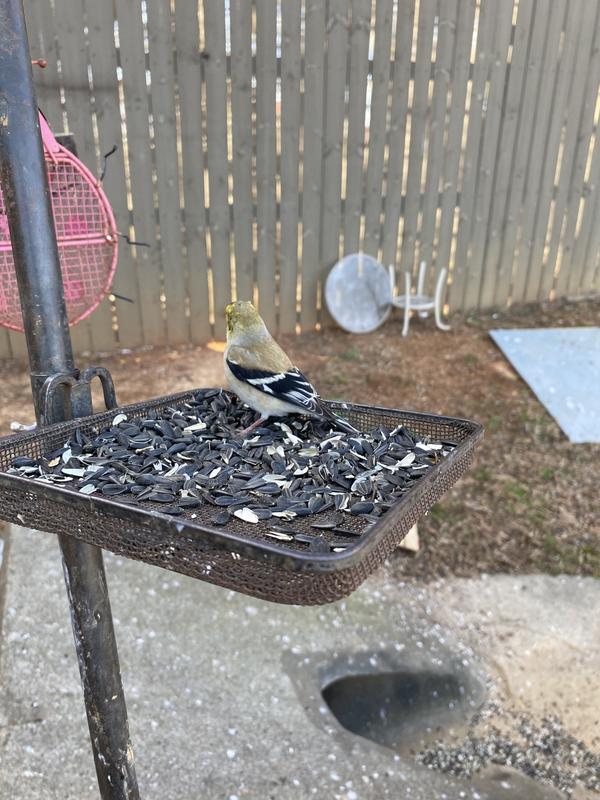 Attracts a variety of birds.