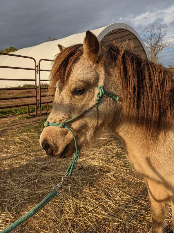 My colt Maxx sporting the pretty teal color.