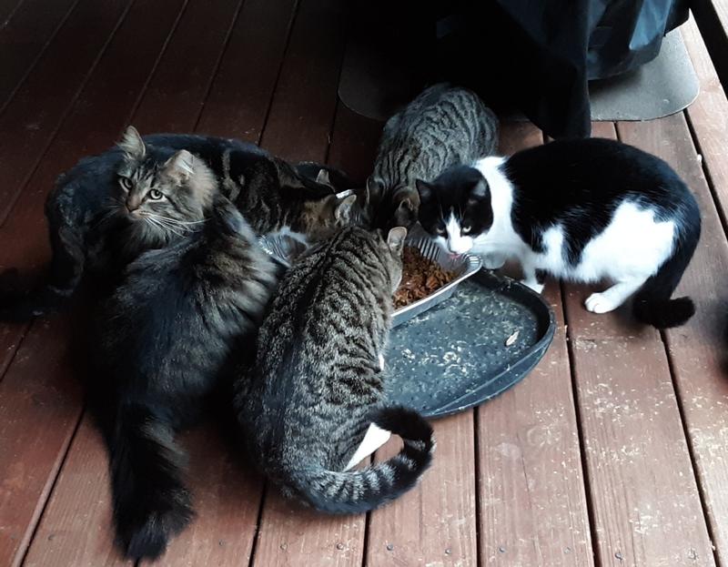 Mugsy, Bonnie, Clyde and Mom Brenda Lee and a visitor Larry