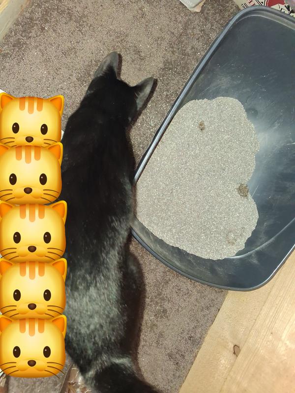 I caught Midnight in action while she determines how. Lol