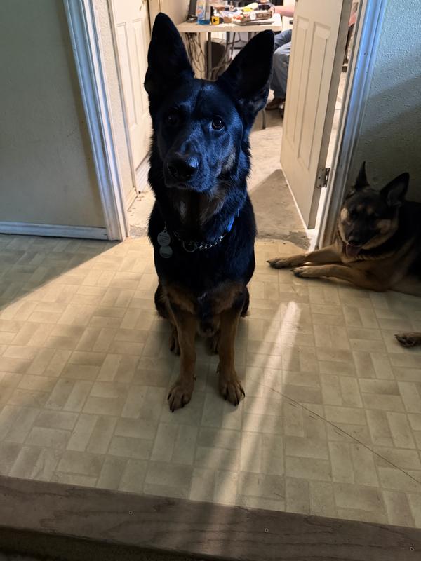 Boone Dad solid Black Zina Mom Sable  and two of their Male puppies