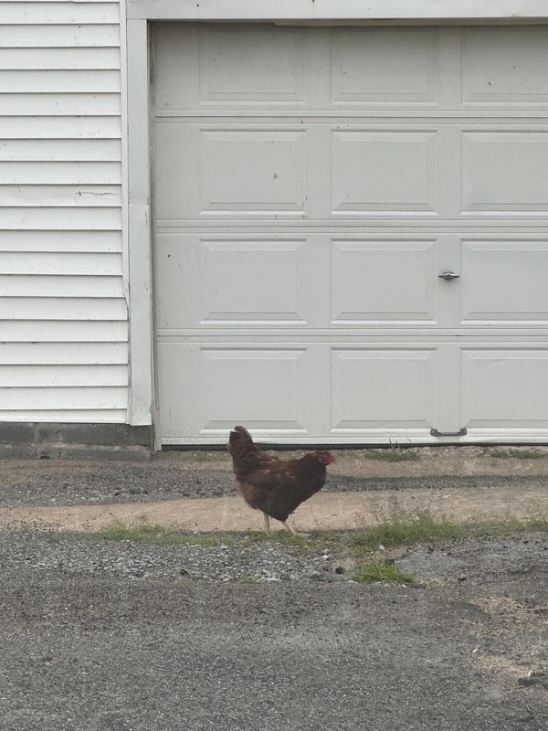 Out for a stroll