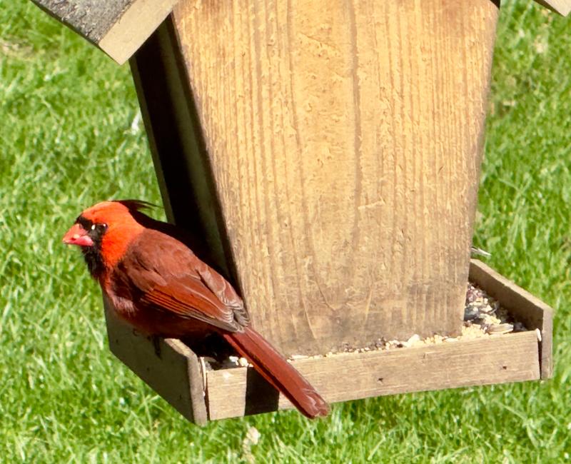 Mr. Cardinal