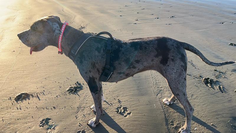 Beach runs/trail hiking with my 2 yr Great Dane