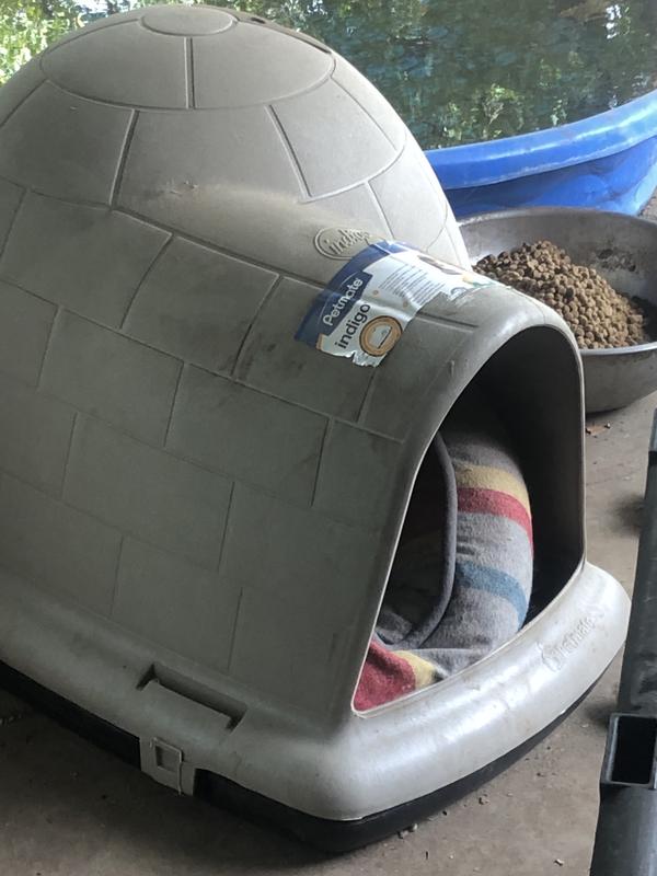 Mango and Gertie and Gertie’s igloo