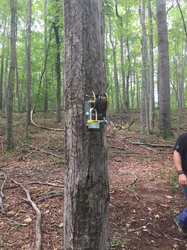 Mounted to a tree.