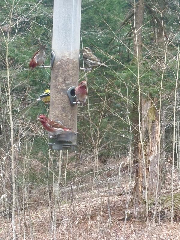 So many finches!