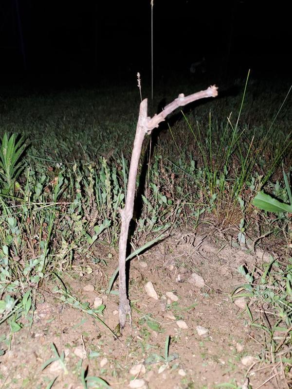 TSC Grapes after 1 month