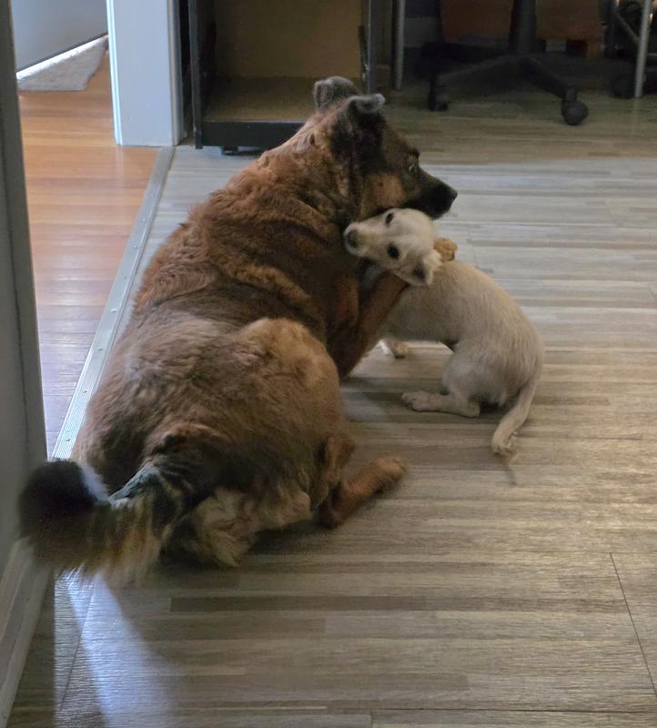 Big sister Kiko is hugging little brother Toby