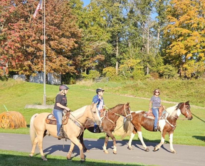 Happy horses! No flies!
