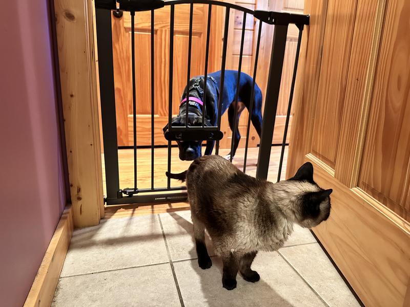 Keeps the dog out and the cat in