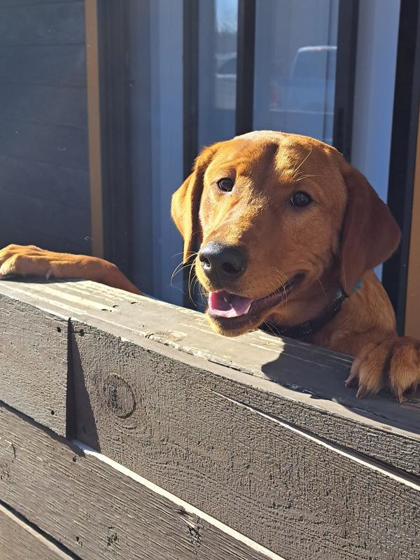 Cute face of a harness escape artist.