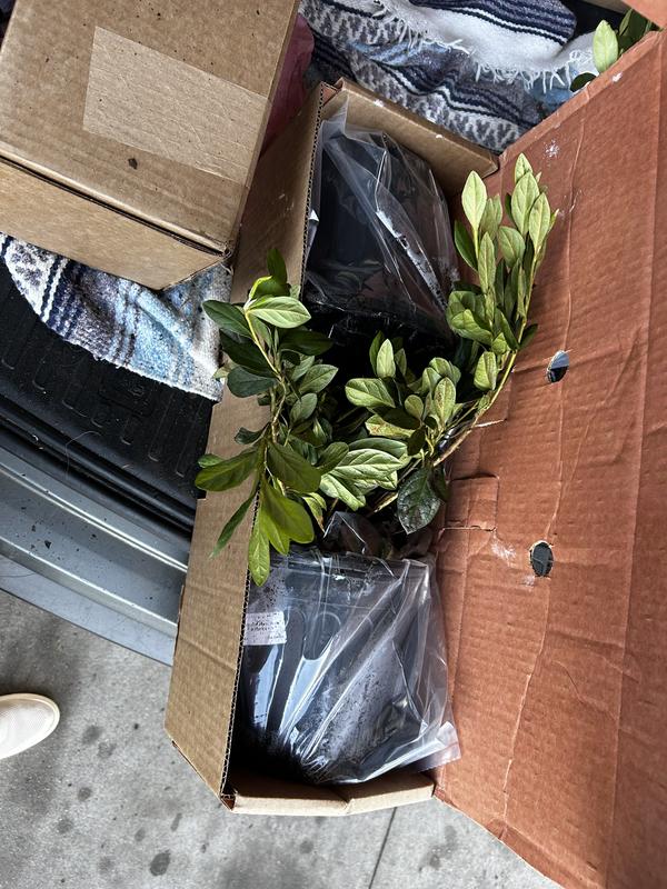 Plants crammed together