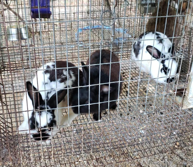 Our friendly pet quality mini rabbits