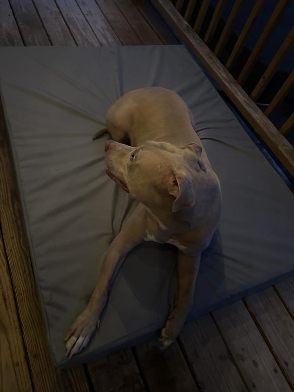 Our pit bull loves this bed