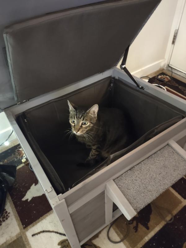 Shown with medium size cat