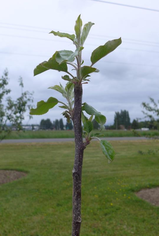Fuji whip 11 weeks after planting