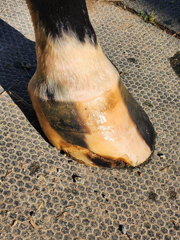 3-6-23 after 11 weeks on Sho Hoof