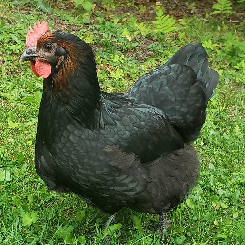 Hoover's Hatchery Live Midnight Majesty Marans Chickens, 10 ct. Baby ...