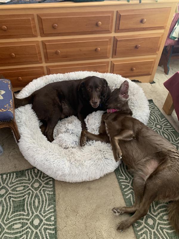 Max and Matilda love their new bed