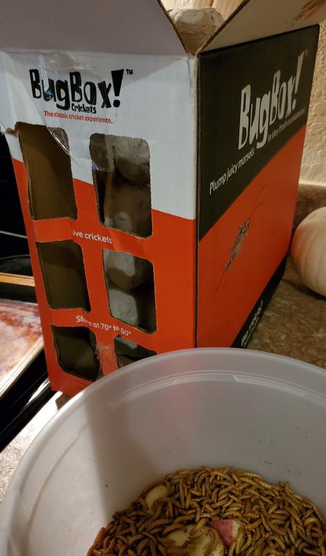 Box they arrived in.