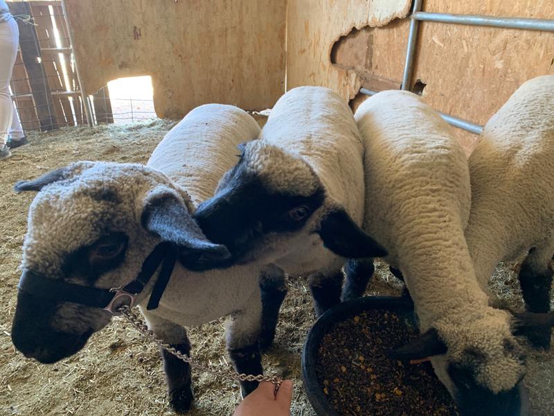 The sheep were working with