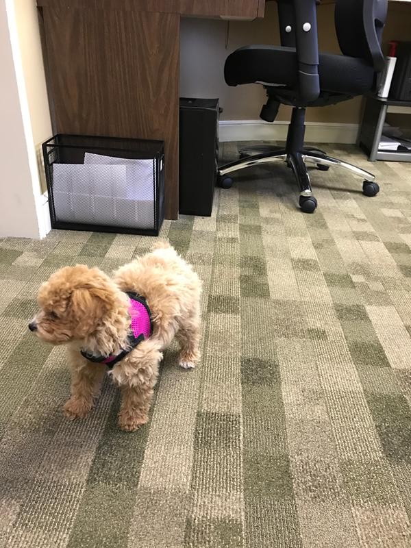 This is the pink one.