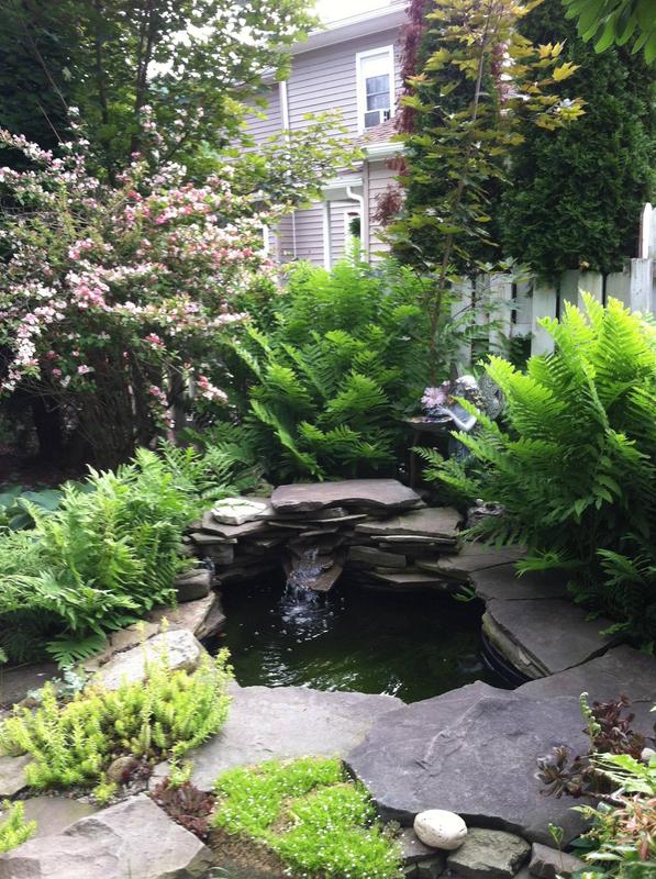 Our water feature.