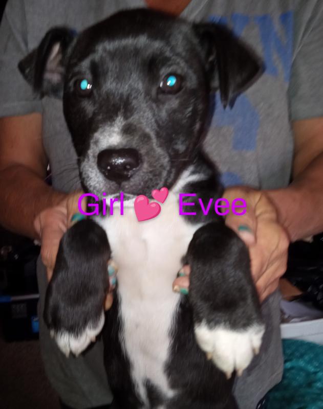 Foster pups did very well on this food