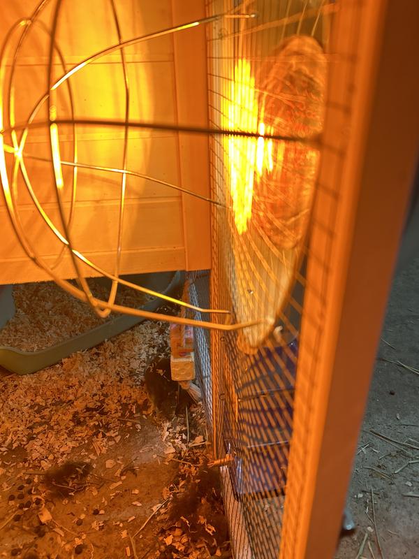 Nice and warm for bunny and kittens