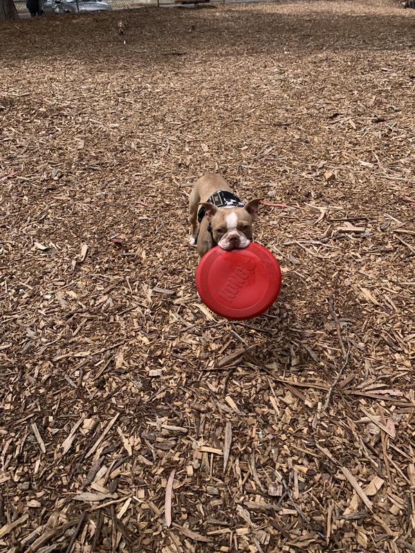 Star with her favorite Kong Frisbee