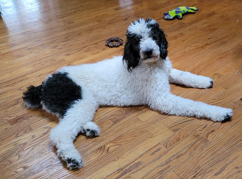 My family of 6 Standard Poodles