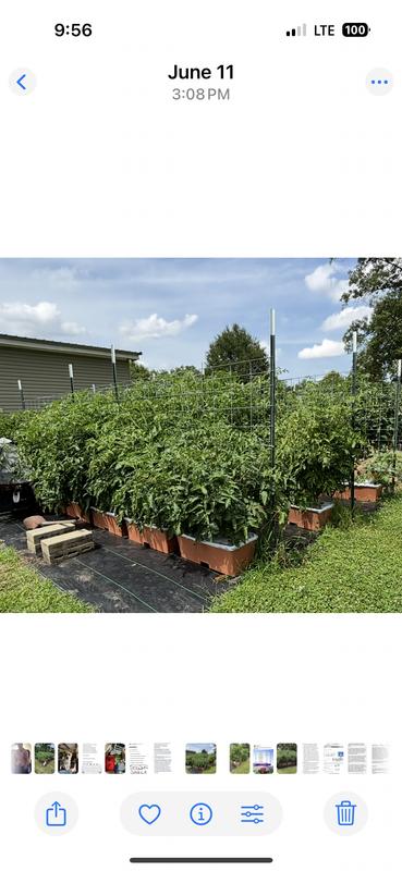 Tomato Plants