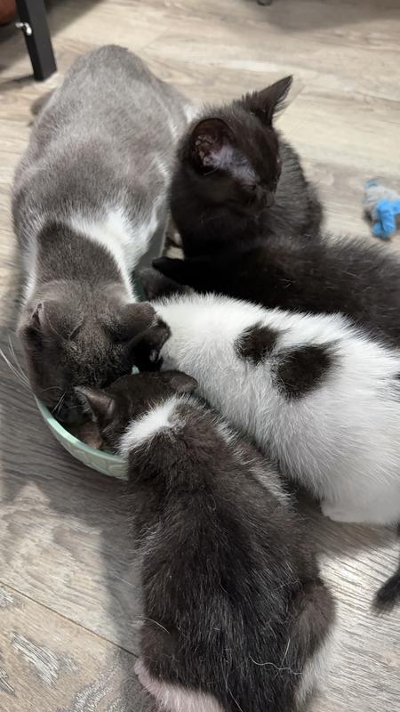 Rescue kitties feasting