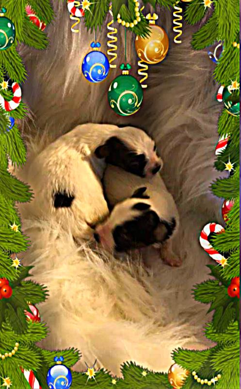 2021 Christmas pics