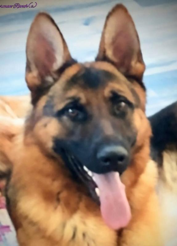 Sherman-Ranch Adult young German Shepherd