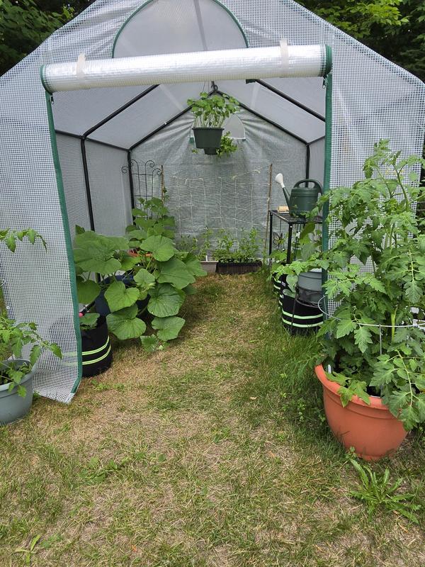 One month after planting my veggies.