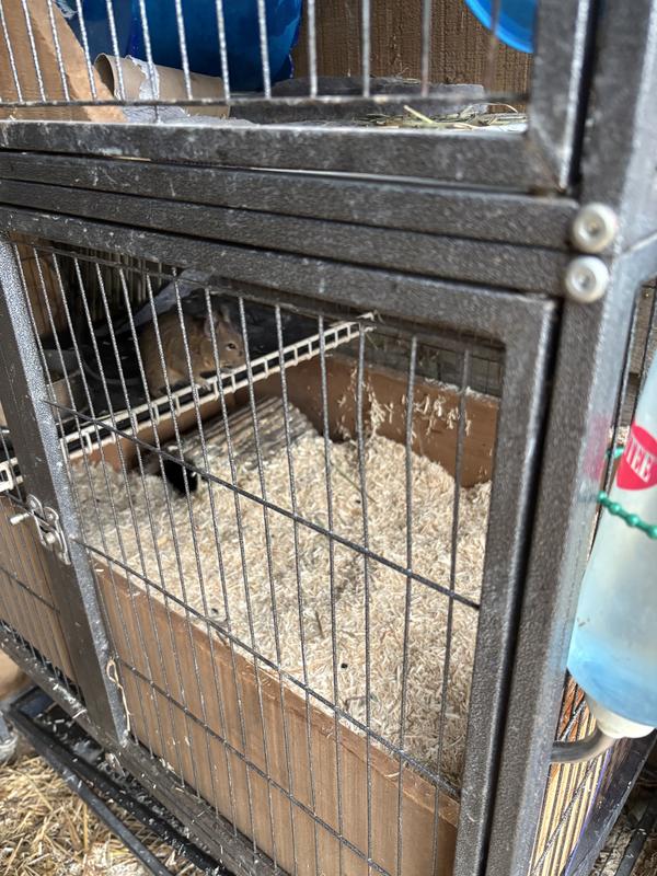 Degu bedding