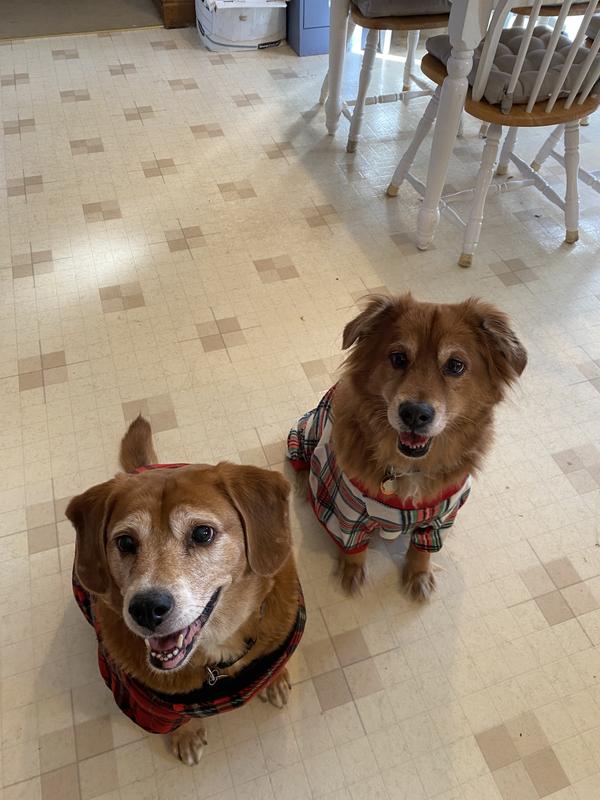 Healthy Doggos that eat core support supplements