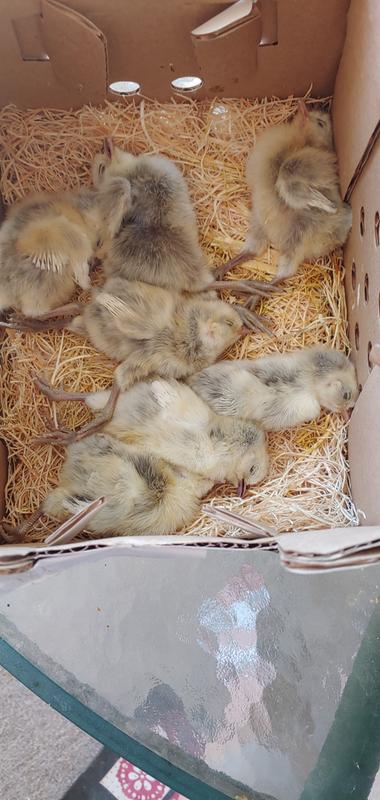 here are just a few of the dead birds. in one box.. I had 4 boxes total all with dead birds in them.