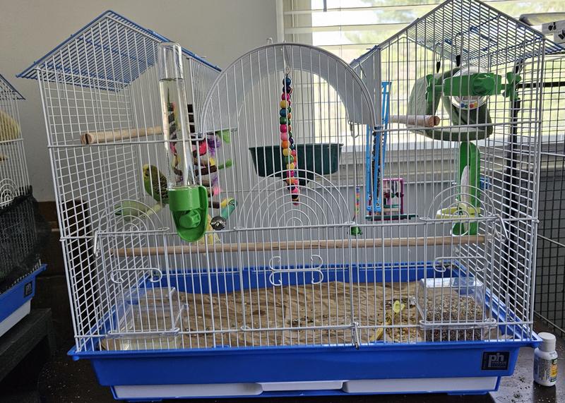 My resuced parakeet found drinking water from her rescue person's car window on a rainy morning.