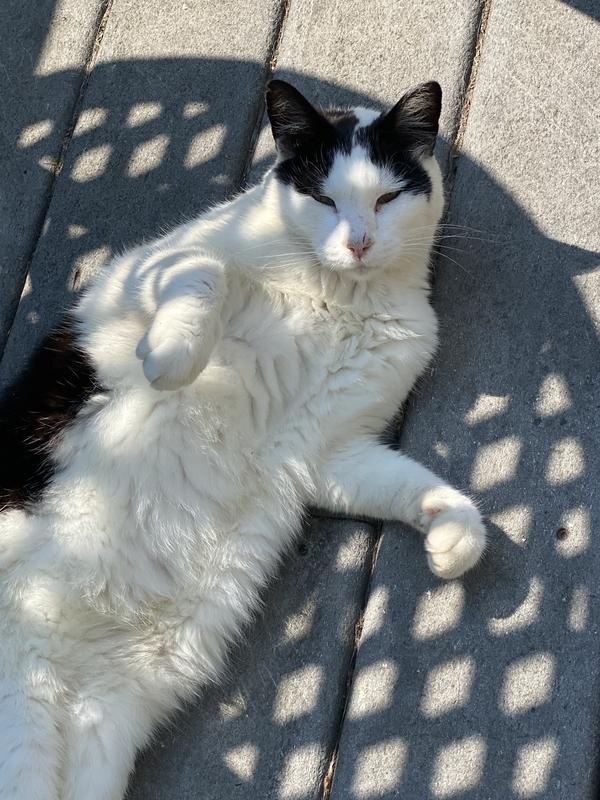 Happy cats who love Paws & Claws cat food.