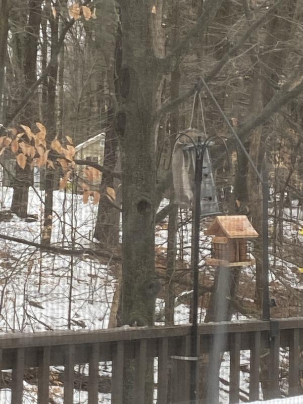 Makes a good squirrel feeder