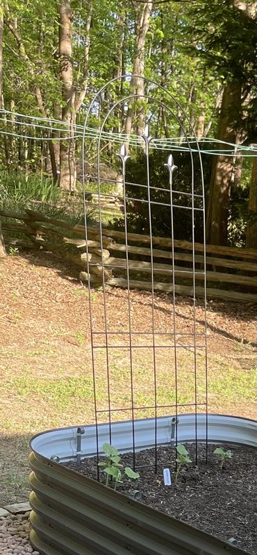 My trellis saving garden space