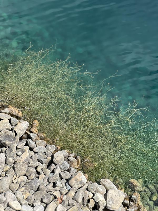 Before application. Removed with pool net after about 10 days