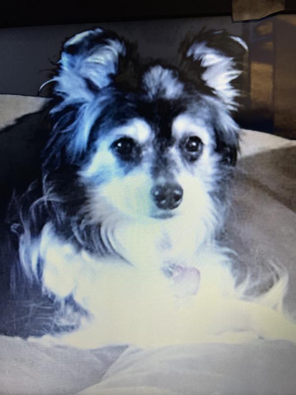 Our Molly WooWoo