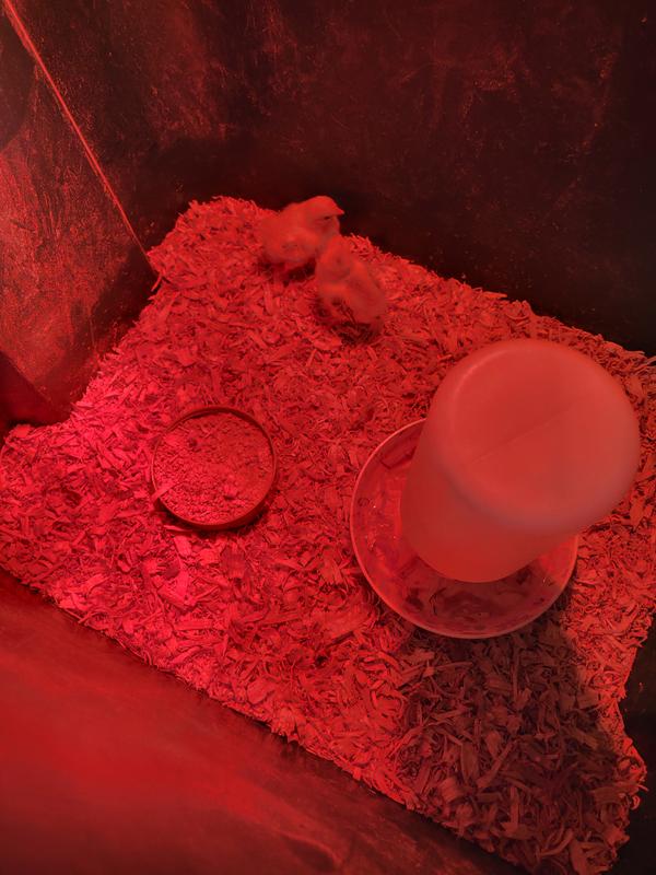 Bantam chicks that hatched in my flock